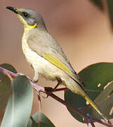 Grey-headed Honeyeater