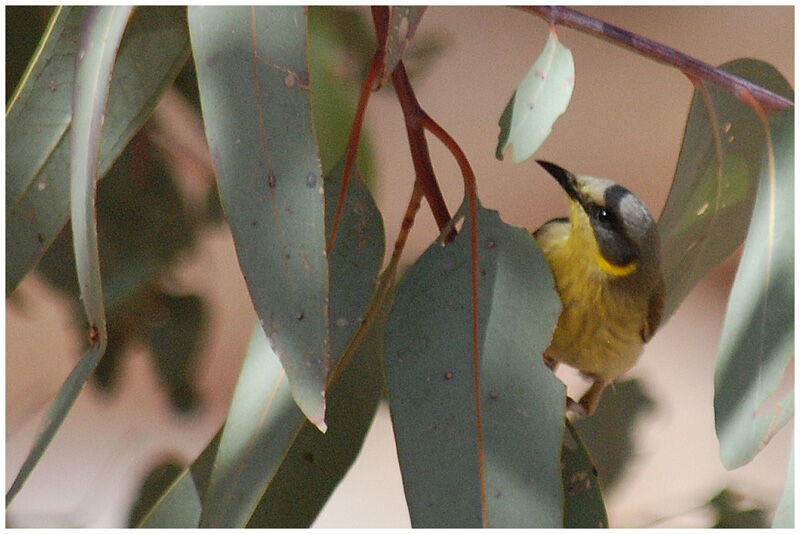 Grey-headed Honeyeateradult