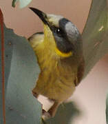 Grey-headed Honeyeater