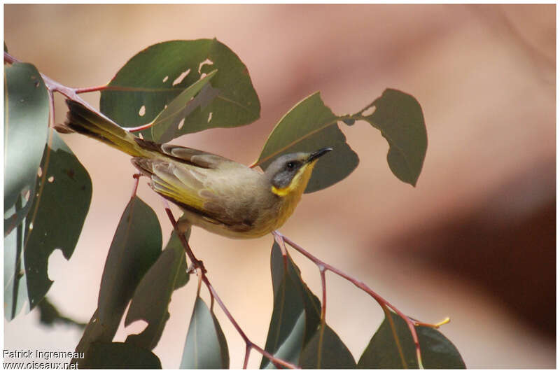 Grey-headed Honeyeateradult