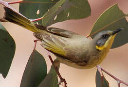 Grey-headed Honeyeater