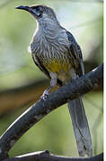 Red Wattlebird