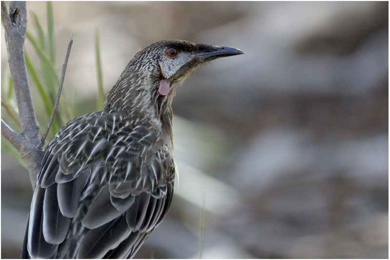 Red Wattlebirdadult