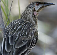 Red Wattlebird