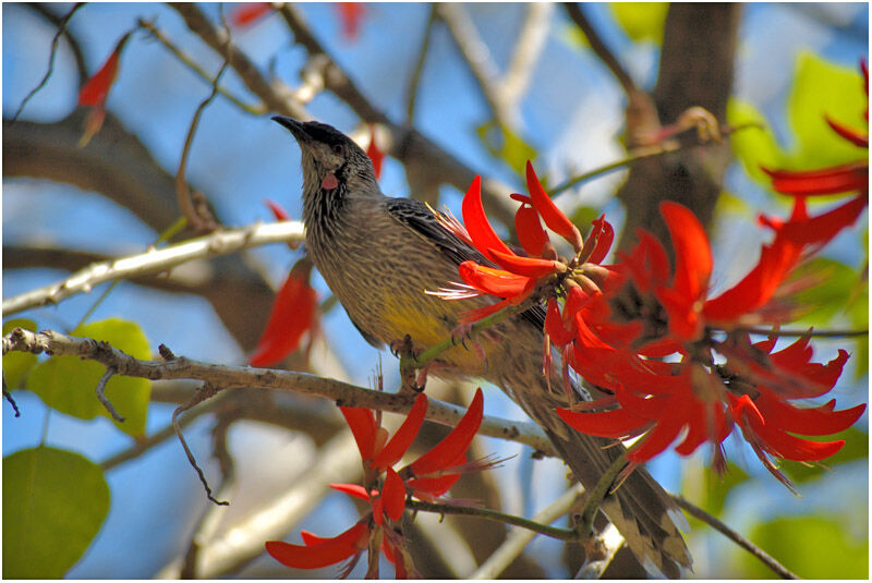 Red Wattlebirdadult