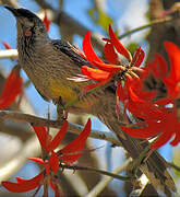 Red Wattlebird