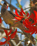 Red Wattlebird