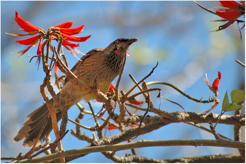 Red Wattlebirdadult