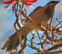 Red Wattlebird