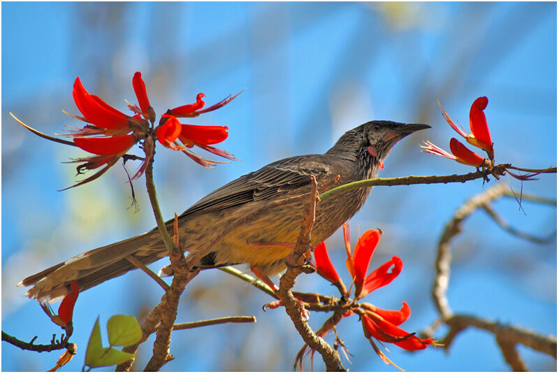 Red Wattlebirdadult