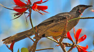 Red Wattlebird