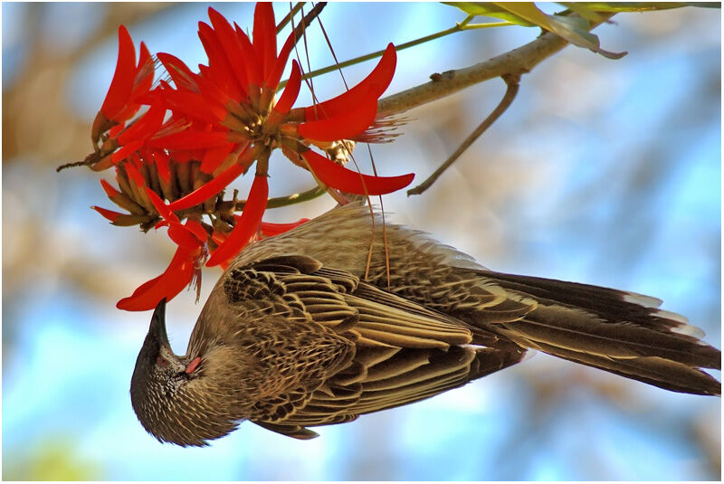 Red Wattlebirdadult