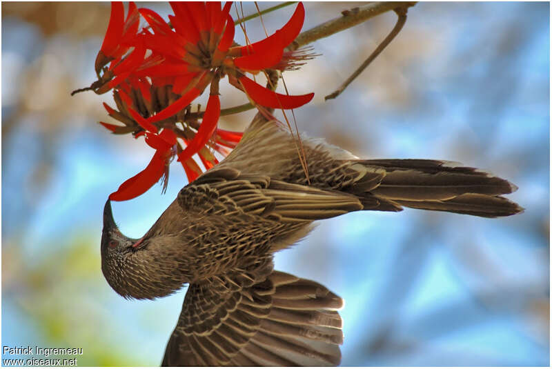 Red Wattlebirdadult, feeding habits