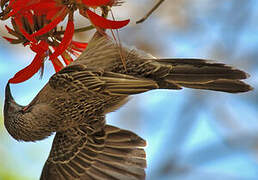 Red Wattlebird