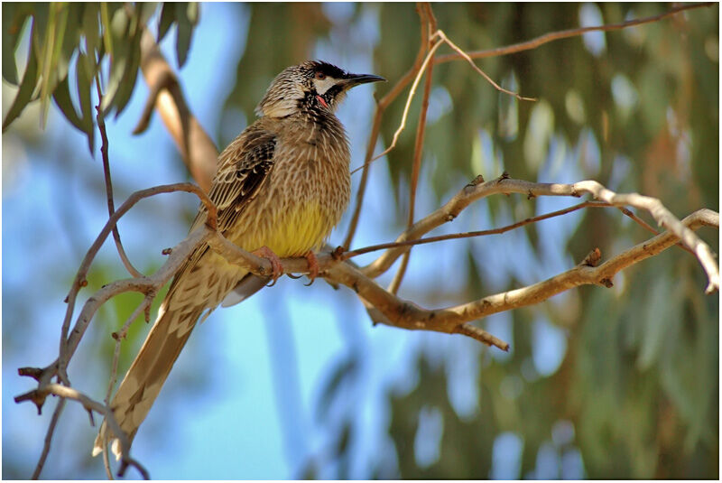 Red Wattlebirdadult