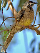 Red Wattlebird