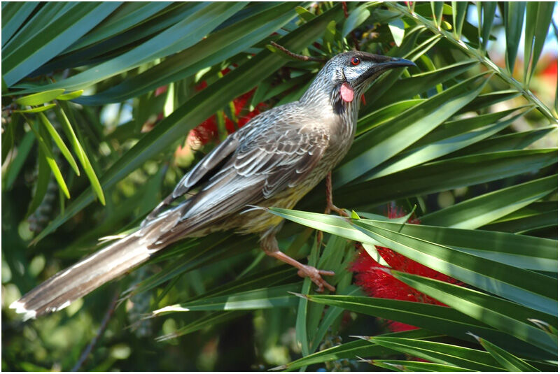 Red Wattlebirdadult