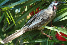 Red Wattlebird