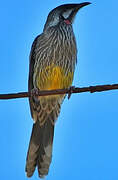 Red Wattlebird