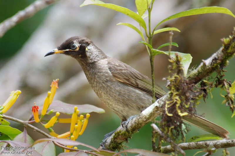 Bridled Honeyeateradult