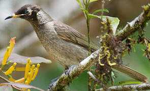 Bridled Honeyeater