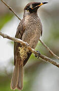 Bridled Honeyeater