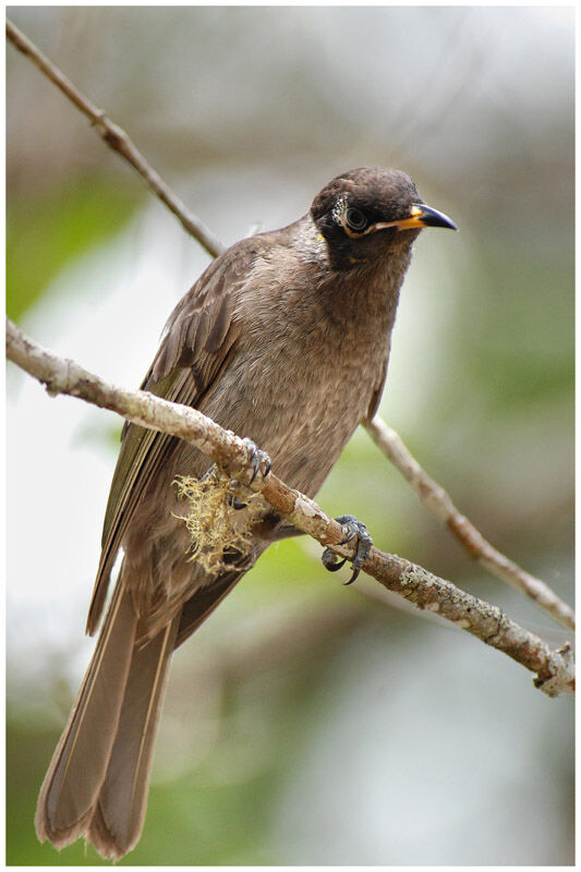 Bridled Honeyeateradult