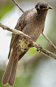 Bridled Honeyeater