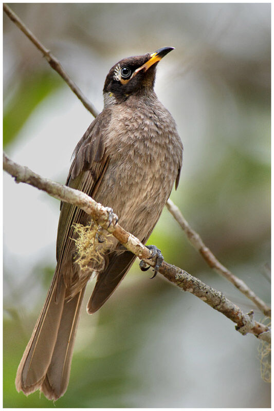 Bridled Honeyeateradult