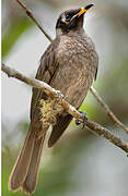 Bridled Honeyeater