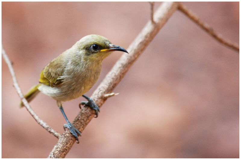 Brown Honeyeaterimmature