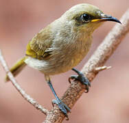 Brown Honeyeater