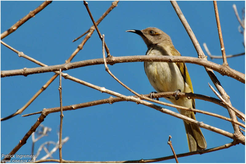 Brown Honeyeateradult, pigmentation