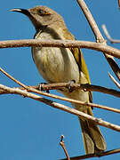 Brown Honeyeater