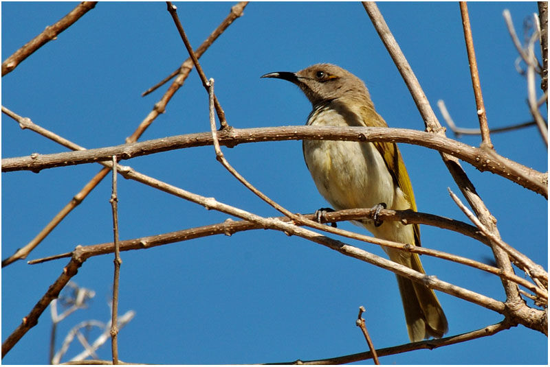 Brown Honeyeateradult