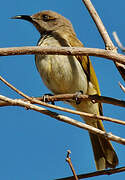 Brown Honeyeater