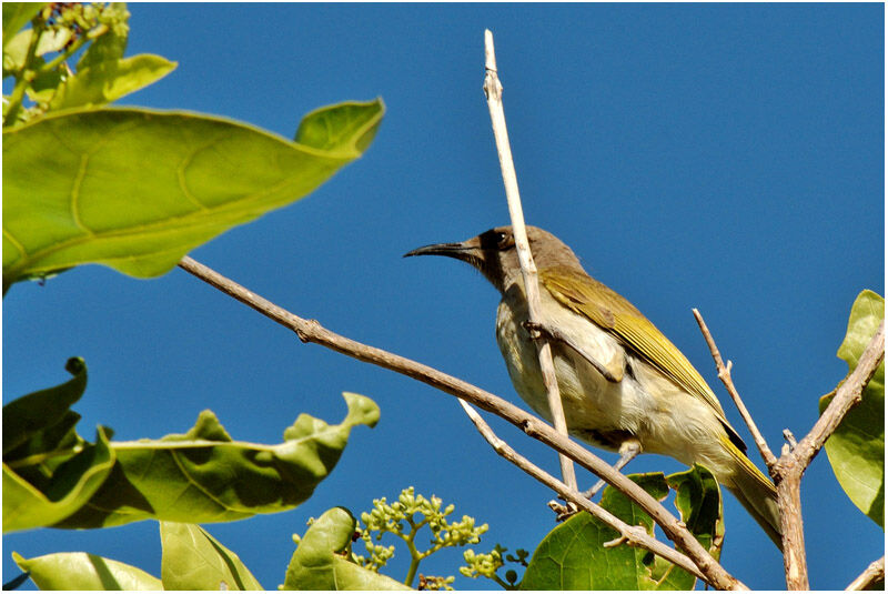 Brown Honeyeateradult