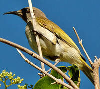 Brown Honeyeater