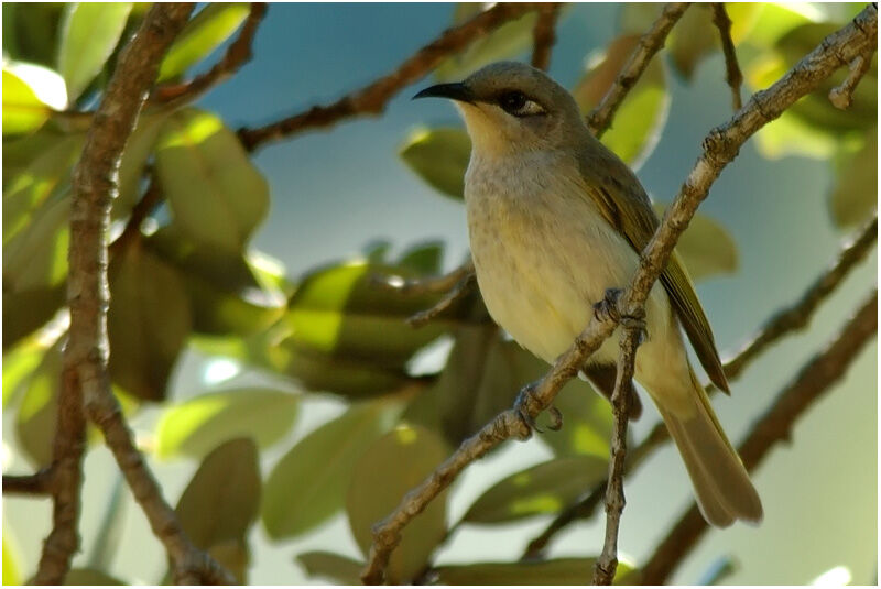 Brown Honeyeateradult