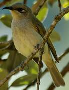 Brown Honeyeater