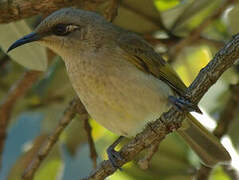 Brown Honeyeater