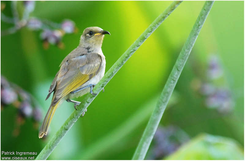 Brown Honeyeater female adult, identification