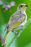 Brown Honeyeater