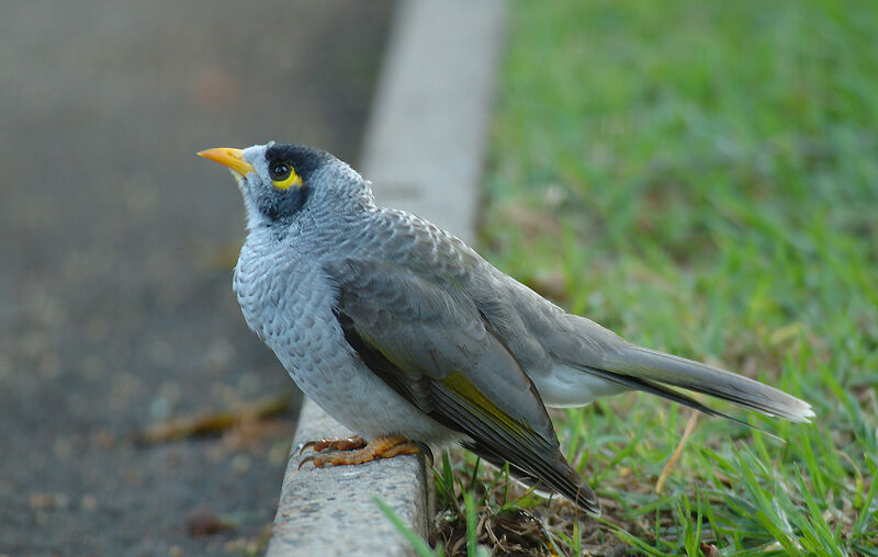 Noisy Miner