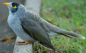 Noisy Miner