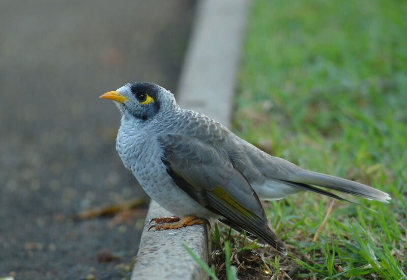 Noisy Miner