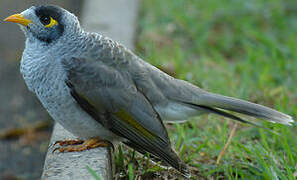 Noisy Miner