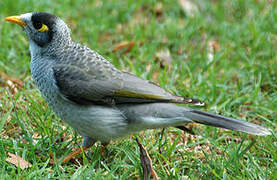 Noisy Miner