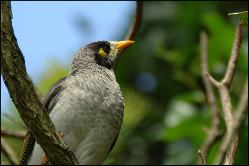 Noisy Miner