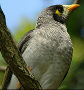 Noisy Miner